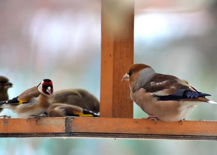 Nohab Badacsonytördemic